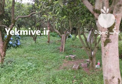 فروش چوب باغی و جنگی در گروه خرید و فروش انواع چوب در یکمیوه -عکس1