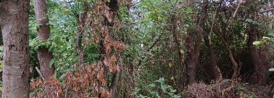 فروش چوب باغی و جنگی در گروه خرید و فروش انواع چوب در یکمیوه -عکس3