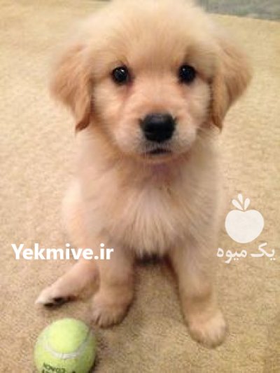 فروش سگ گلدن روتریور در گروه سگ و گربه در یکمیوه -عکس1