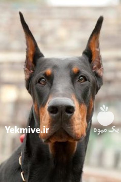 فروش سگ دوبرمن در ماهدشت در گروه سگ و گربه در یکمیوه -عکس1