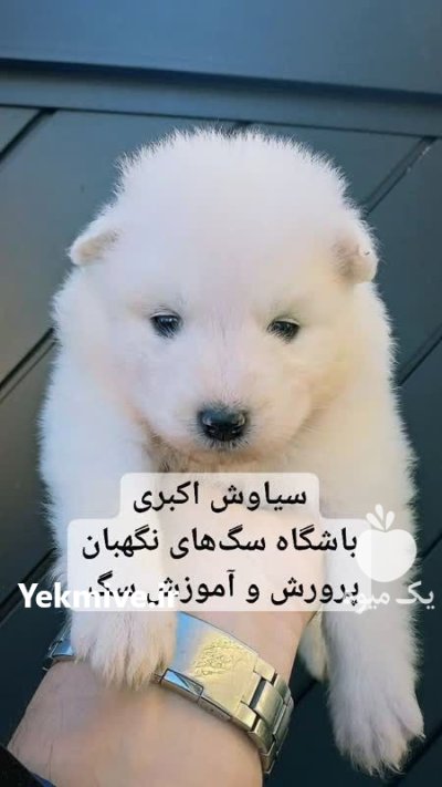 توله سگ ساموید پشمالو شاداب بازیگوش در تهران در گروه سگ و گربه در یکمیوه -عکس1