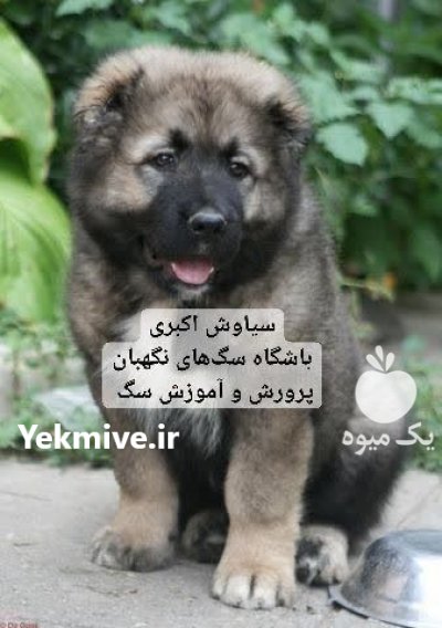 توله سگ سرابی قدرتمند و فادار نگهبان در تهران در گروه سگ و گربه در یکمیوه -عکس1