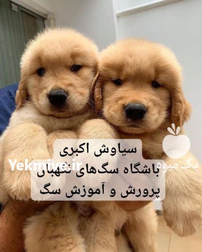 توله سگ گلدن رتریور شاداب باهوش در تهران در گروه سگ و گربه در یکمیوه -عکس1