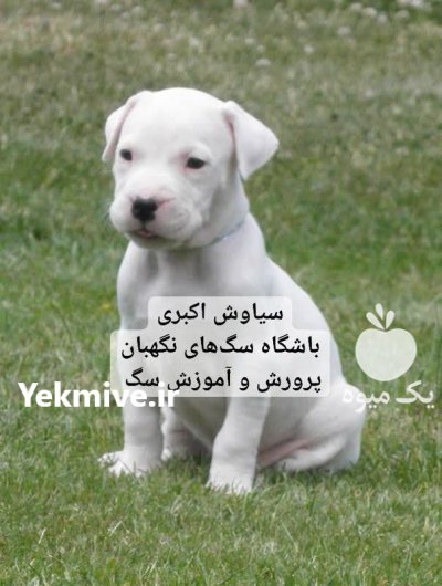 توله سگ داگو آرژانتینی قدرتمند و فادار در گروه سگ و گربه در یکمیوه -عکس1