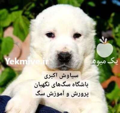 توله سگ آلابای روسی غول پیکر در تهران در گروه سگ و گربه در یکمیوه -عکس1