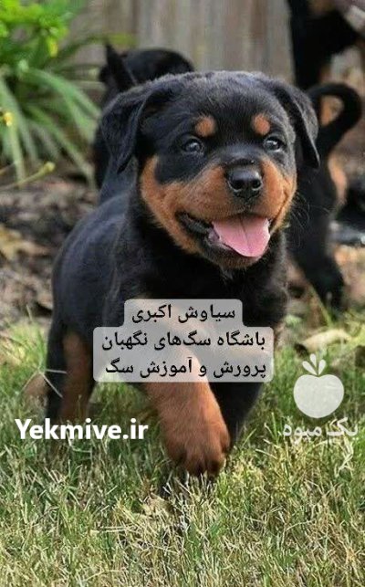 توله روتوایلر اصیل پر انرژی و فادار در تهران در گروه سگ و گربه در یکمیوه -عکس1