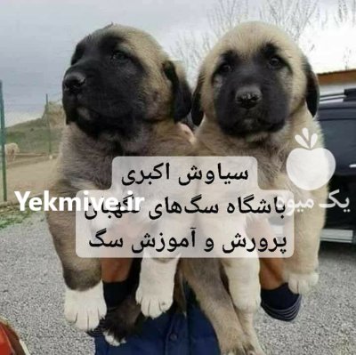 توله سگ قفقازی غول پیکر شجاع در تهران در گروه سگ و گربه در یکمیوه -عکس1