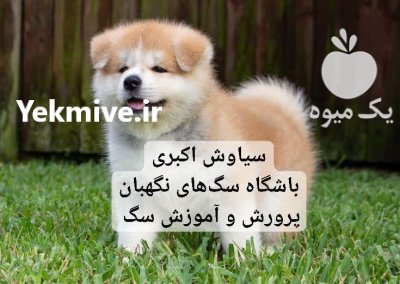 توله سگ آکیتا ژاپنی اصیل و فادار در تهران در گروه سگ و گربه در یکمیوه -عکس1
