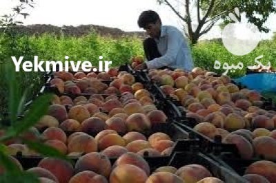 هلو زعفرانی اشنویه در آذربایجان غربی در گروه خرید و فروش هلو در یکمیوه -عکس2