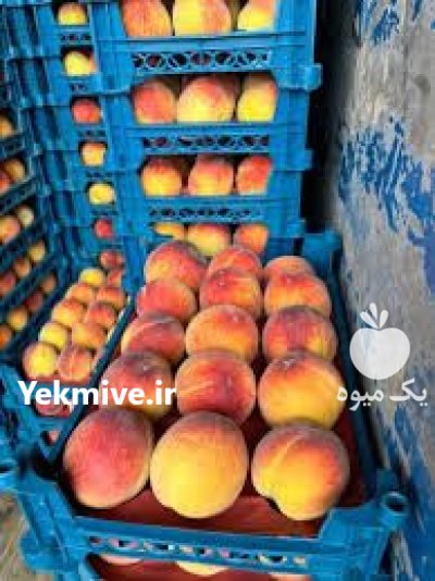 هلو زعفرانی اشنویه در آذربایجان غربی در گروه خرید و فروش هلو در یکمیوه -عکس4