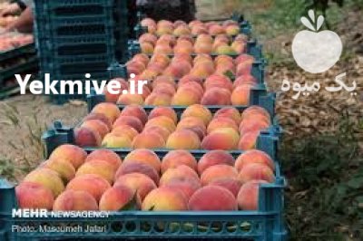 هلو زعفرانی اشنویه در آذربایجان غربی در گروه خرید و فروش هلو در یکمیوه -عکس3