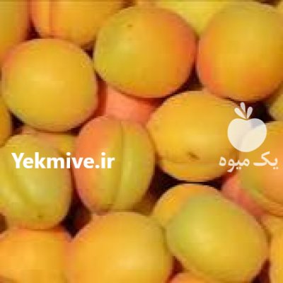 زردآلو کوردستان در سنندج در گروه خرید و فروش زردآلو در یکمیوه -عکس1