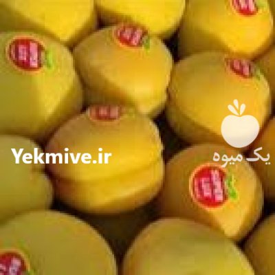 زردآلو کوردستان در سنندج در گروه خرید و فروش زردآلو در یکمیوه -عکس2