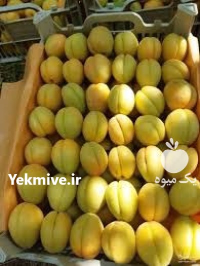 زردآلو کوردستان در سنندج در گروه خرید و فروش زردآلو در یکمیوه -عکس4
