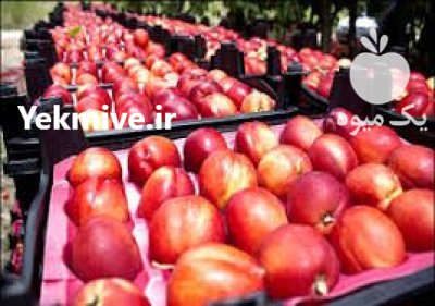 شلیل شمس شلیل ارومیه در آذربایجان غربی در گروه خرید و فروش شلیل در یکمیوه -عکس2