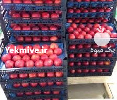 شلیل شمس شلیل ارومیه در آذربایجان غربی در گروه خرید و فروش شلیل در یکمیوه -عکس4