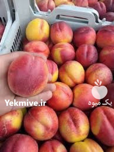 شلیل شمس شلیل ارومیه در آذربایجان غربی در گروه خرید و فروش شلیل در یکمیوه -عکس3