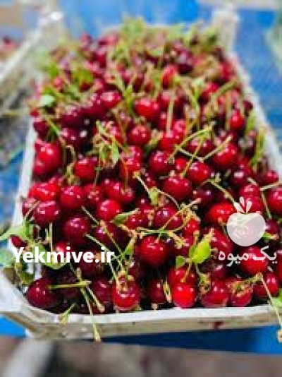 آلبالو صادراتی ارومیه و اشنویه در آذربایجان غربی در گروه خرید و فروش آلبالو در یکمیوه -عکس3