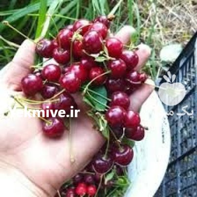 آلبالو صادراتی ارومیه و اشنویه در آذربایجان غربی در گروه خرید و فروش آلبالو در یکمیوه -عکس2