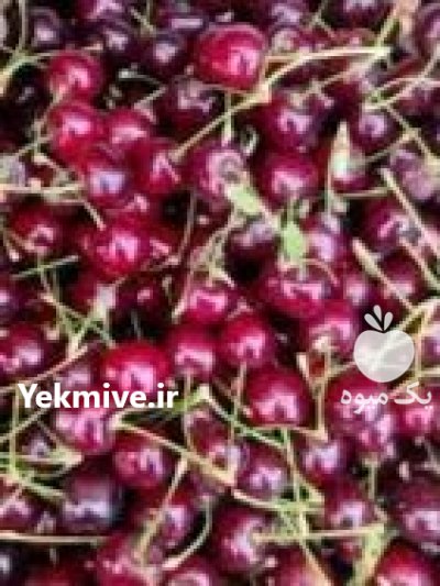 آلبالو صادراتی ارومیه و اشنویه در آذربایجان غربی در گروه خرید و فروش آلبالو در یکمیوه -عکس4
