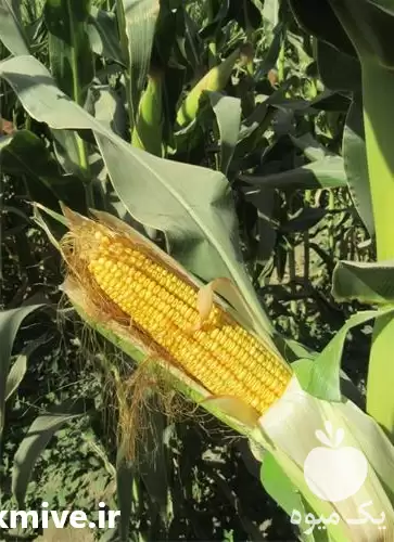 قیمت خرید بذر ذرت شیرین درایور در گروه خرید و فروش بذر ذرت در یکمیوه -عکس1