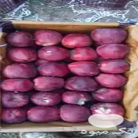 سیب درختی قرمز سوپرلوکس در تهران در گروه خرید و فروش سیب در یکمیوه