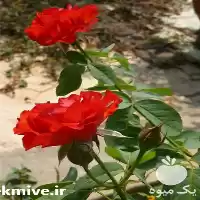 قیمت خرید روغن گیاهی طعم دهنده در مشهد در گروه خرید و فروش انواع روغن در یکمیوه