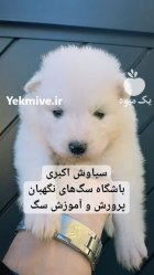 توله سگ ساموید پشمالو شاداب بازیگوش در تهران در گروه سگ و گربه در یکمیوه