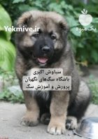 توله سگ سرابی قدرتمند و فادار نگهبان در تهران در گروه سگ و گربه در یکمیوه