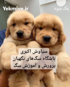 توله سگ گلدن رتریور شاداب باهوش در تهران در گروه سگ و گربه در یکمیوه