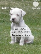 توله سگ داگو آرژانتینی قدرتمند و فادار در گروه سگ و گربه در یکمیوه