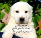 توله سگ آلابای روسی غول پیکر در تهران در گروه سگ و گربه در یکمیوه