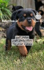 توله روتوایلر اصیل پر انرژی و فادار در تهران در گروه سگ و گربه در یکمیوه