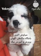 توله سگ سنت برنارد غول پیکر در تهران در گروه سگ و گربه در یکمیوه