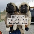 توله سگ قفقازی غول پیکر شجاع در تهران در گروه سگ و گربه در یکمیوه