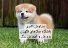 توله سگ آکیتا ژاپنی اصیل و فادار در تهران در گروه سگ و گربه در یکمیوه