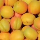 زردآلو کوردستان در سنندج