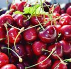 آلبالو صادراتی ارومیه و اشنویه در آذربایجان غربی