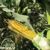 قیمت خرید بذر ذرت شیرین درایور در گروه خرید و فروش بذر ذرت در یکمیوه