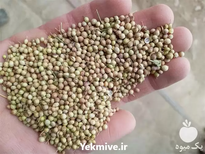 قیمت خرید بذر گشنیز حبوبات در همدان در گروه خرید و فروش گیاهان دارویی در یکمیوه -عکس1