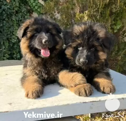 فروش ژرمنشپهرد سگ ژرمن شپرد شولاین در تهران در گروه سگ و گربه در یکمیوه -عکس1