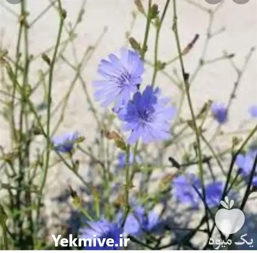 فروش عمده گیاهان دارویی در گروه خرید و فروش گیاهان دارویی در یکمیوه -عکس1