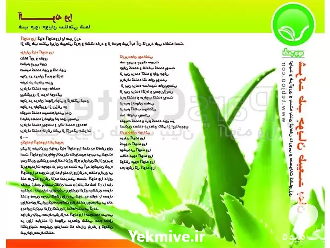 تولید فروش آلوئه ورا با بهترین در شیراز در گروه خرید و فروش پاجوش گل و گیاه در یکمیوه -عکس1