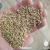 قیمت خرید بذر گشنیز حبوبات در همدان در گروه خرید و فروش گیاهان دارویی در یکمیوه