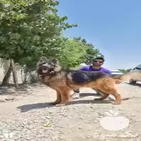 خرید فروش ژرمن شپرد شولاین سگ در تهران در گروه سگ و گربه در یکمیوه