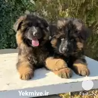 فروش ژرمنشپهرد سگ ژرمن شپرد شولاین در تهران در گروه سگ و گربه در یکمیوه