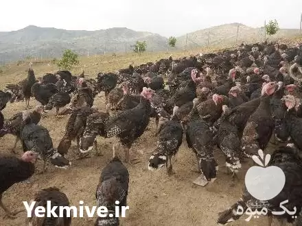 قیمت خرید بوقلمون برنز در قدس در گروه مرغ و خروس و بوقلمون و اردک قو قاز در یکمیوه -عکس1