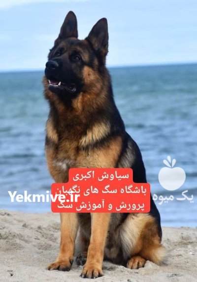 توله سگ ژرمن شپرد اصیل و فادار در تهران در گروه سگ و گربه در یکمیوه -عکس1
