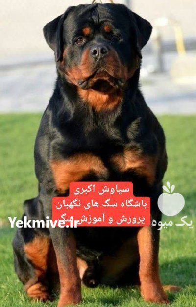 آگهی فروش سگ روتوایلر بالغ در تهران در گروه سگ و گربه در یکمیوه -عکس1