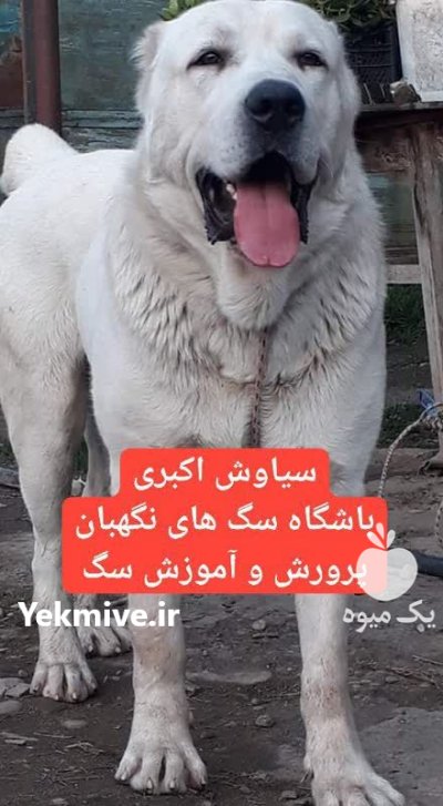 آگهی فروش سگ آلابای اصیل توله در تهران در گروه سگ و گربه در یکمیوه -عکس1